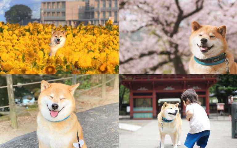 療癒柴犬萌翻全場~看完瞬間甩開憂鬱心情