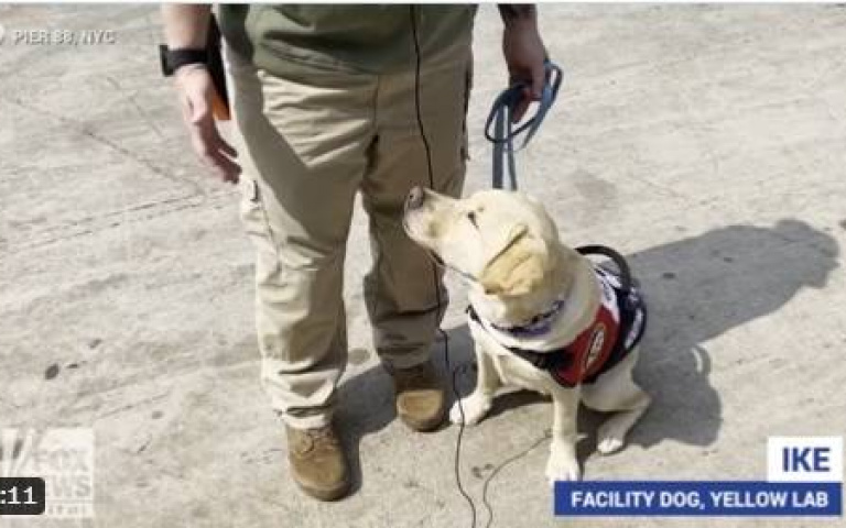 拉布拉多犬登上美國軍艦　其實有特別任務！