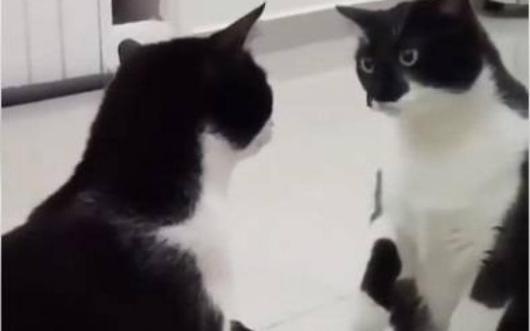 貓咪在鏡子前「左手右手一個慢動作」！　專家曝：牠們竟然認不出自己