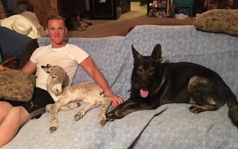 披著驢皮的狗？小毛驢跟狗長大簡直被同化　狂搖尾巴討摸討抱