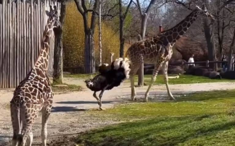 鴕鳥不要來煩！長頸鹿被打擾「一腳把牠踹到地板上」