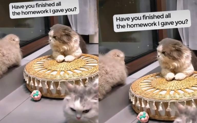 不准大欺小！　中貓「怒喵」小貓咪…下秒被老大巴頭