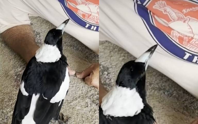 人學狗叫不稀奇！　喜鵲對主人狂吠模樣超可愛