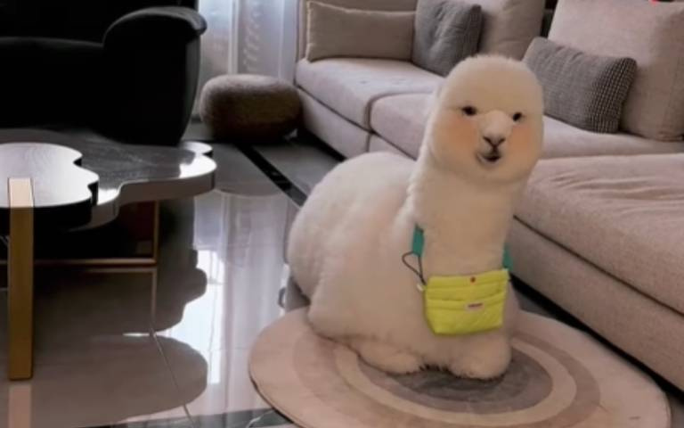 與詐騙集團對話的羊駝又出新影片　聽到關鍵字竟然暴跳如雷