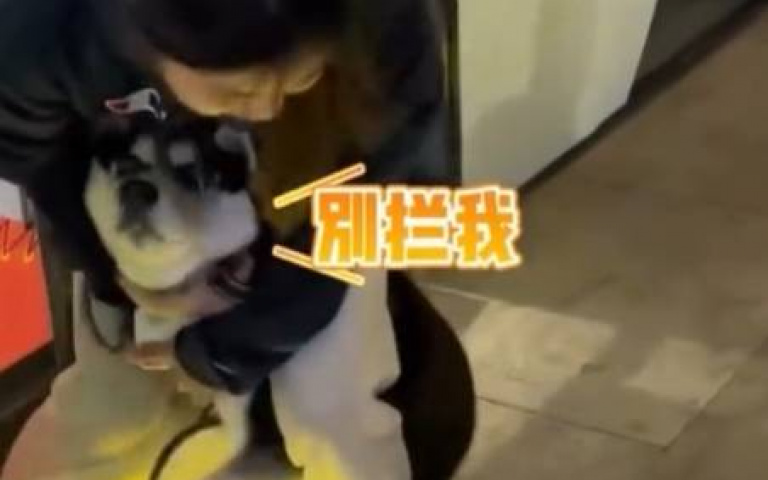 狗狗界的哆啦A夢！二哈見牠「整個牙起來」　主人抱住：別，我賠不起