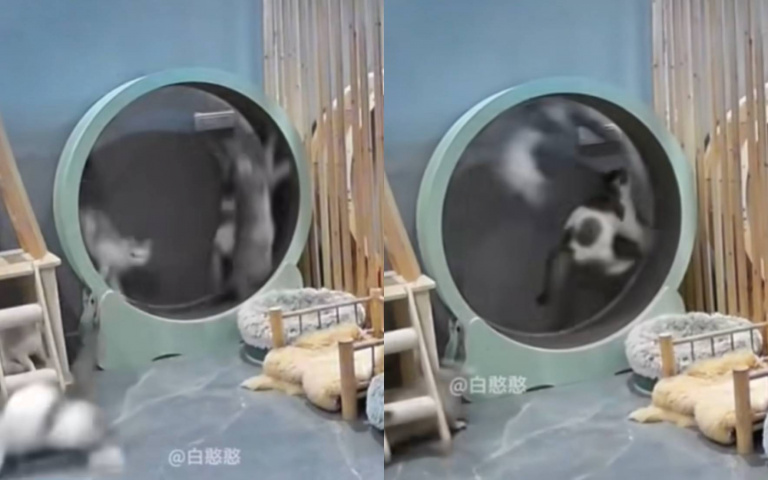 貓咪跑步機上互相傷害！　網嘆：這不拿來發電都可惜了