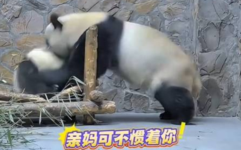 奶媽和親媽的差別 貓熊一舉動被教訓全網笑歪