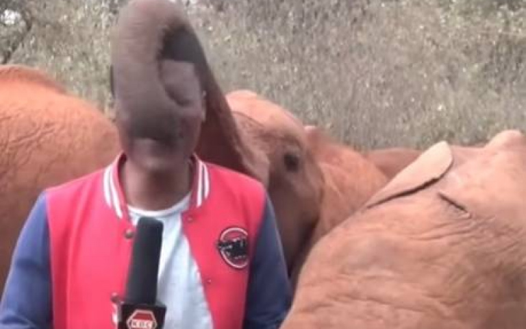 記者嚴肅連線！　一隻粗大象鼻「搞掉他的專業形象」