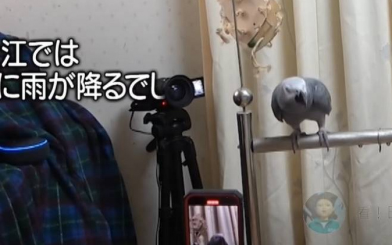 聰明大鳥會玩語音助理裝置！　每天在那邊吵「主人不捨阻止牠」