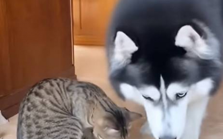 二哈的復仇！　拿貓最喜歡的東西來…下秒蹦一聲牠好開心