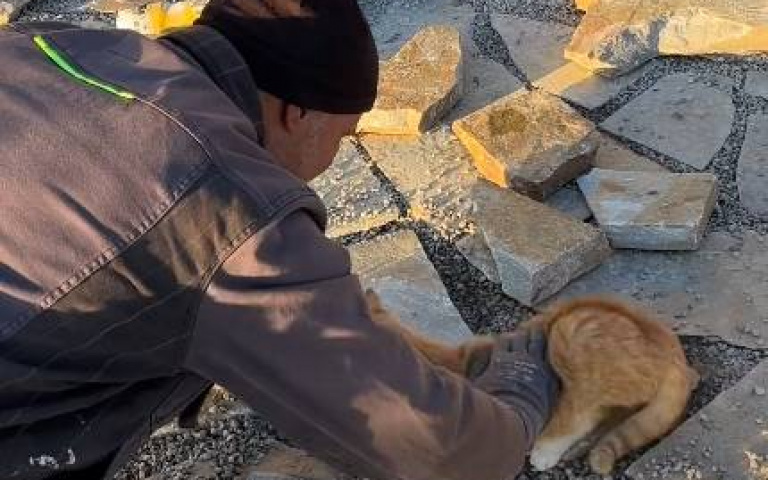 鋪石板工人與街貓的玩耍！　最後結局太溫馨