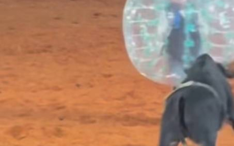 將鬥牛玩出新高度！　穿泡泡裝親上陣「結果被頂上天際」