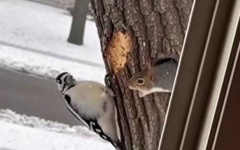 松鼠暴氣了！　「惡鄰」啄木鳥瘋狂敲門…牠差點抓狂