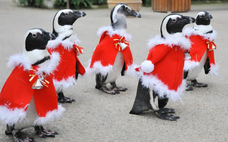 搖搖擺擺超可愛!日本動植物園限定「聖誕企鵝」