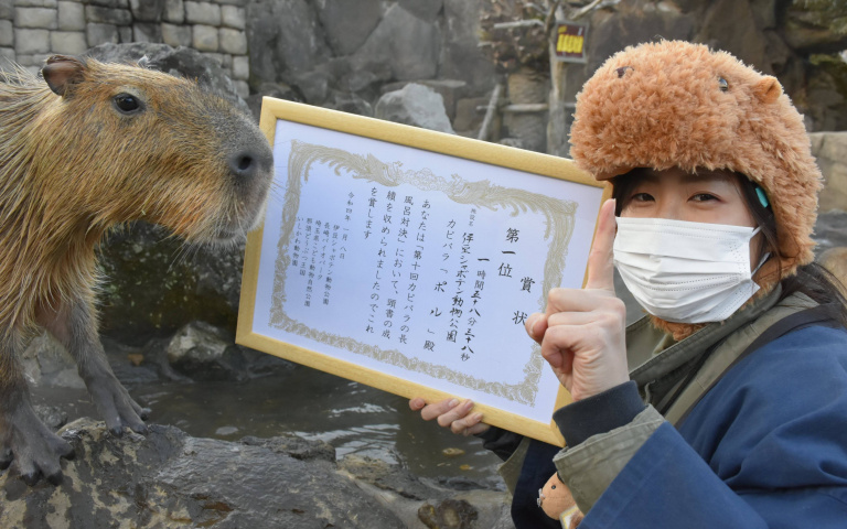 日本「水豚泡湯大賽」結果出爐!冠軍選手連泡近2小時 讓遊客自歎不如