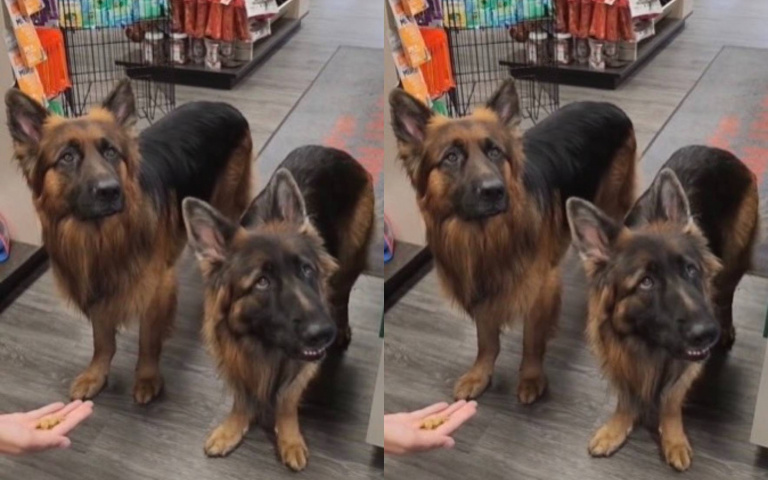 乖巧得人疼！路人餵食先徵求主人同意　2德牧小眼神融化網友