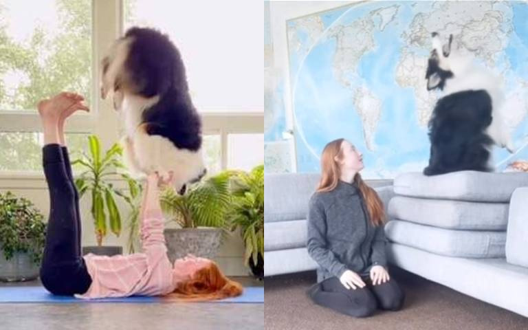 人犬信任遊戲!狗狗從高處往後跌「越爬越高挑戰極限」 網友全驚呆了