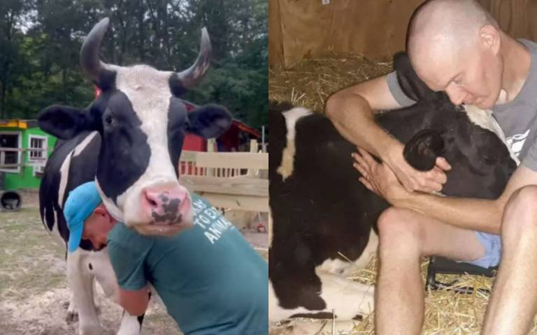 6百公斤大牛極愛撒嬌！背後故事藏洋蔥