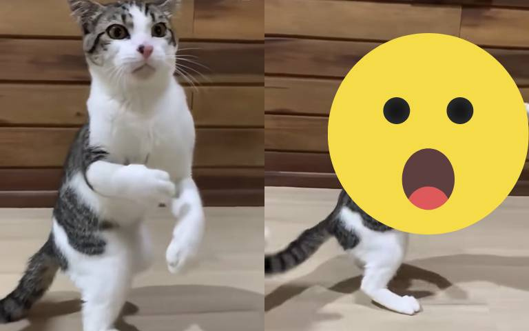 這隻貓竟然會打拳？網說：「快拜牠為師！」