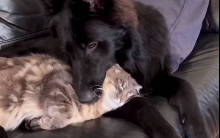 小貓與大隻狗的邂逅！　牠撒嬌躺懷裡全網融化