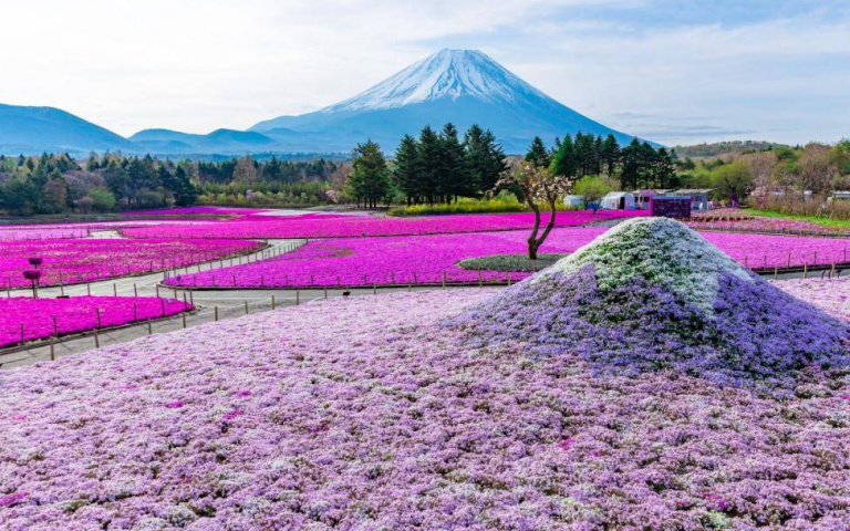海外賞花優惠!首爾5日來回機票萬元有找,遊船賞櫻、歐洲鬱金香花園全都有
