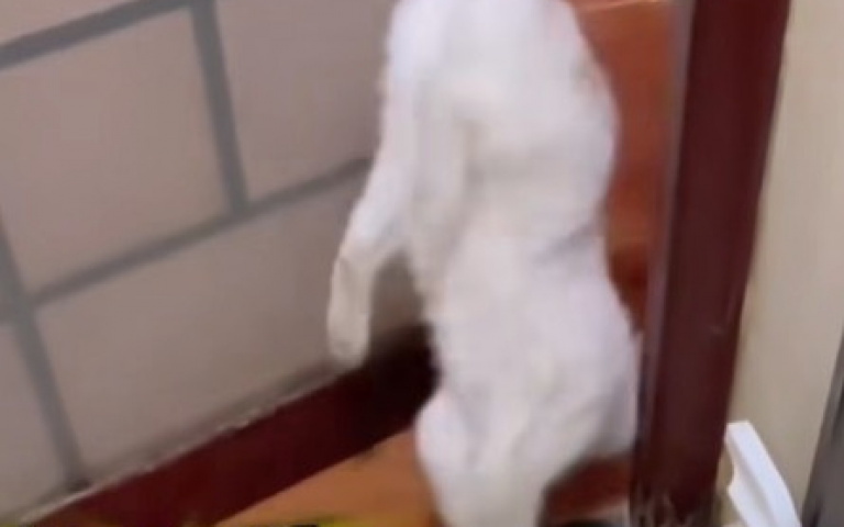 喵星人筋骨軟！　大秀畢生絕活底下帶你一次看