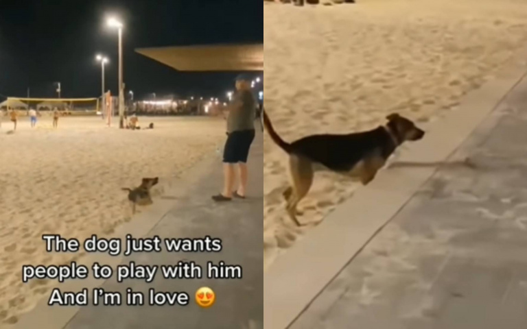 好萌！狗狗叼球「沙灘搖尾巴」　男子陪牠玩畫面超暖