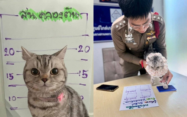泰國警察逮捕『喵星人通緝犯』!襲警還被按肉墊建檔 萌臉犯人照全網瘋傳!