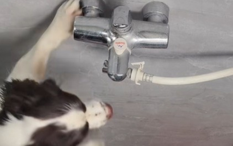 這狗回到家甚麼都自己來　不只聰明還很貼心！