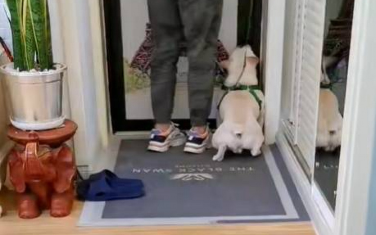 法鬥脾氣好卻被惹怒！　主人這舉動「讓牠瞬間失態」