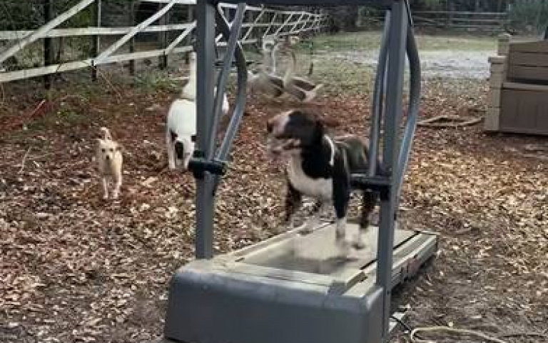 上跑步機放電「呆頭鵝化身教練」　這隻狗結束訓練將一覺到天明