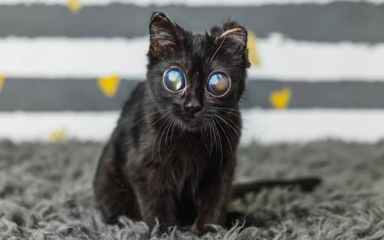 眼睛大到像外星人！收容所黑貓遭疑「AI假圖」　真相曝光藏洋蔥