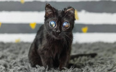 眼睛大到像外星人！收容所黑貓遭疑「AI假圖」　真相曝光藏洋蔥