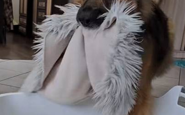 請問你上輩子是一隻貓咪嗎？　德國牧羊犬「鑽容器」睡覺畫面曝光
