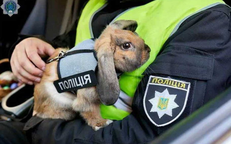 《動物方城市》是真的!垂耳兔身穿「警用背心」成「專業警兔」,犯人立刻繳械投降啦!