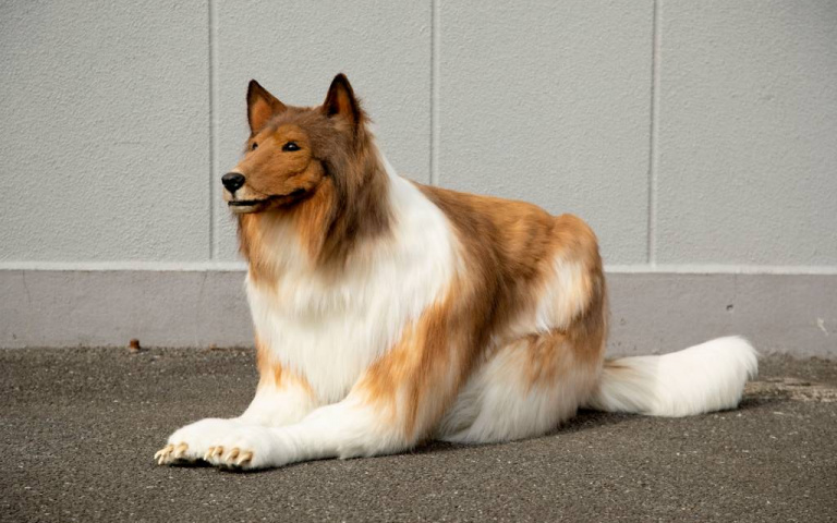 從小夢想當狗狗!日男豪擲46萬把自己變成了「牧羊犬」