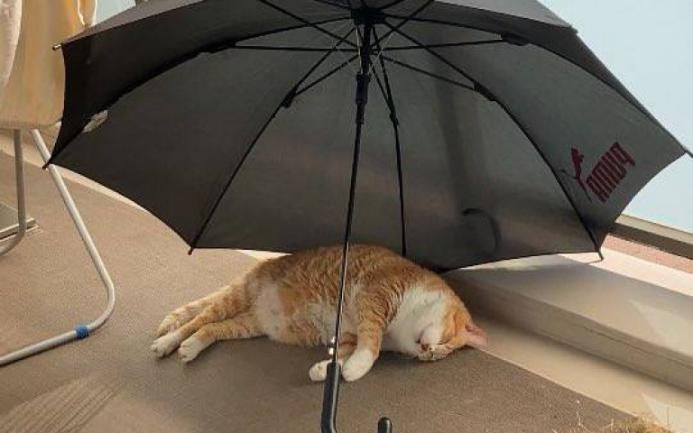 太聰明了!橘貓把正在晾乾的雨傘當成遮陽的午睡勝地