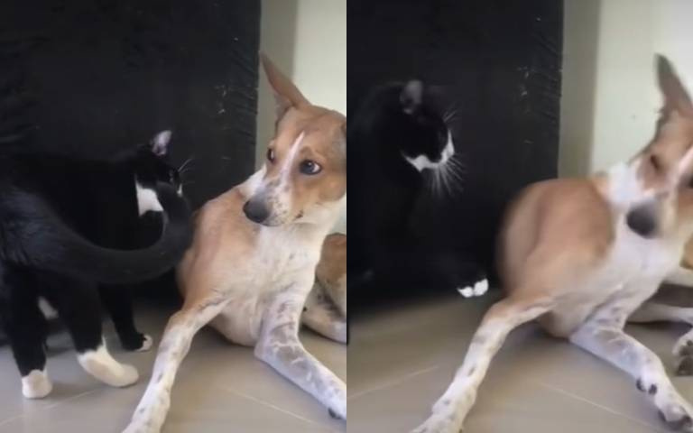 殺個措手不及！白襪貓突出快拳巴臉　無辜狗狗嚇傻定格