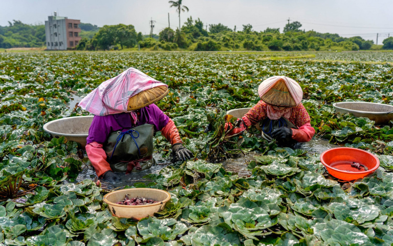 官田菱角採收季！西拉雅舉辦蝙蝠俠裝扮快閃活動，拍照打卡抽金元寶！