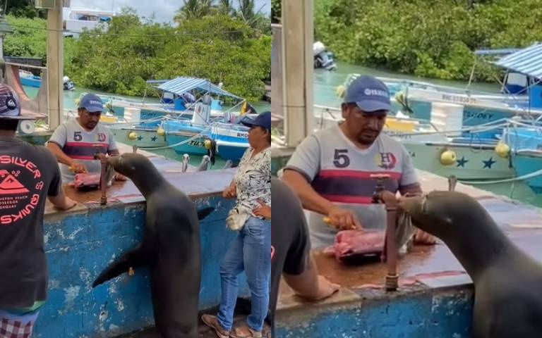 好好排隊不爭不搶！　海獅、海鳥、鵜鶘一一等餵食超守秩序