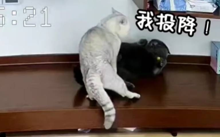 敢欺負我！　白貓席捲重來「打到你不敢再打我」讓牠投降