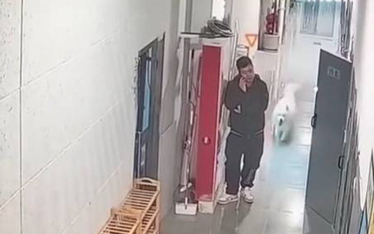 狗狗誤闖密室逃脫！工作人員被嚇到倉皇烙跑　網笑翻：解鎖隱藏劇情