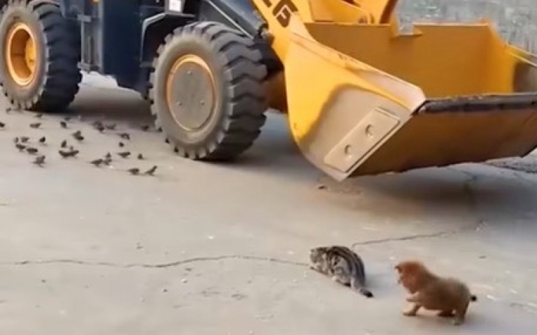 貓咪專心獵鳥　小狗在後頭躁動壞事