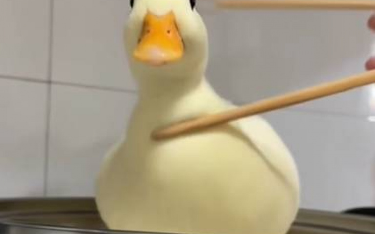 潑辣柯爾鴨到處惹事！　一被主人放上鍋「嚇到瘋狂發抖」