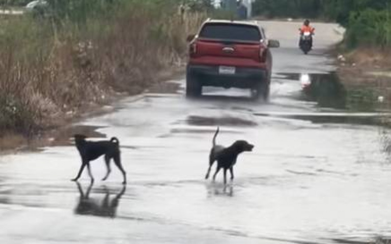 無聊生活中找樂子！　狗狗出招「平凡水窪變水上樂園」