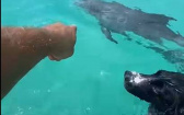 狗狗和海豚玩耍變好朋友？　網友看完片不這麼認為