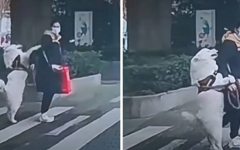 成精了！薩摩耶過馬路「站起挽主人手」像閨蜜　超萌模樣爆紅融化上萬網友