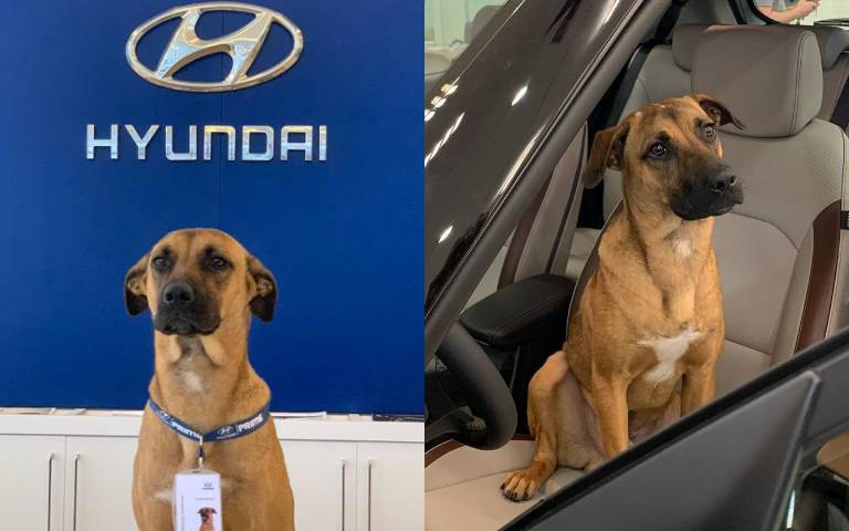 Hyundai前徘徊不肯走!浪汪被收編成「專業顧問」連員工證都有,「業績比人好」禮物收不完!