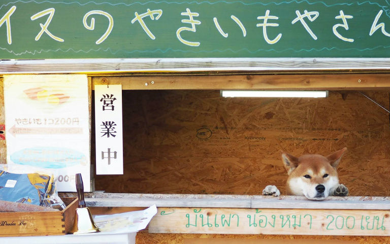 只有柴犬當家的「烤地瓜攤」!為了其他狗狗貓貓努力經營的商店