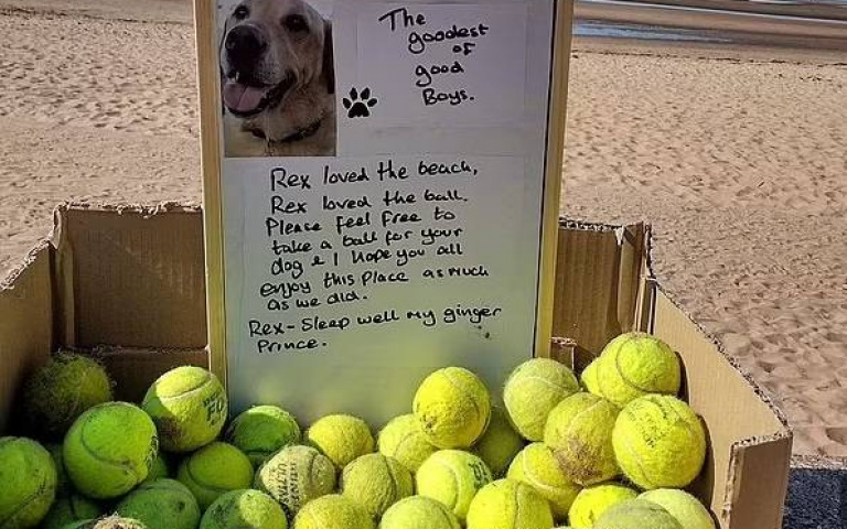 愛犬過世了　主人「一張照、一箱網球」真情告白逼哭大家